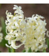 Hyacint Gipsy Princess - Hyacinthus L. - cibule hyacintů - 1 ks