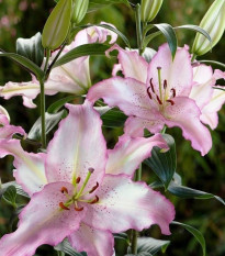 Lilie Brasilia - Lilium - cibule lilií - 1 ks