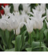 Tulipán Tres Chic – Tulipa – tulipány – cibulky