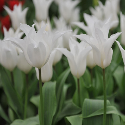 Tulipán Tres Chic – Tulipa – tulipány – cibulky