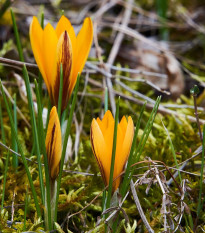 Krokus širokolistý - Crocus angustifolius - hlízy krokusů - 3 ks