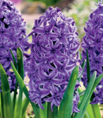 Hyacint plnokvětý Lili Purple - Hyacinthus - cibule hyacintů - 1 ks