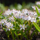 Ladoňka růžová - Scilla bifolia rosea - cibule ladoňek - 3 ks