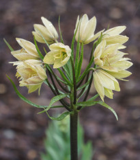 Řebčík Raddeana - Fritillaria raddeana - cibule řebčíků - 1 ks