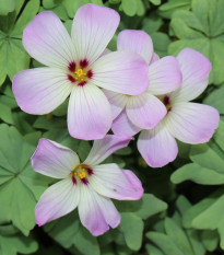 Šťavel žláznatolistý - Oxalis adenophylla - hlízy šťavele - 1 ks