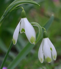 Sněženka viridi-apice - Galanthus nivalis - cibule sněženek - 3 ks