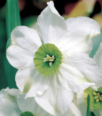 Narcis Sinopel - Narcissus - cibule narcisů  - 3 ks