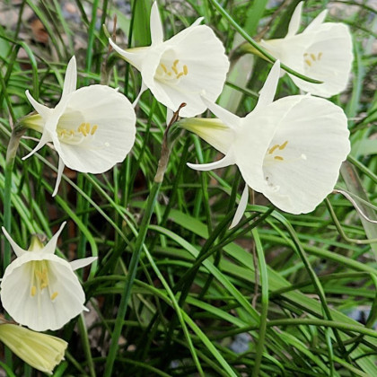 Narcis Artics bells - Narcissus bulbocodium - cibule narcisů - 3 ks