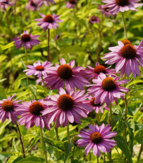 BIO Třapatkovka nachová - Echinacea purpurea - bio osivo třapatkovky - 15 ks