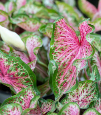 Kaládium Pink Beauty - Caladium bicolor - hlízy kaládia - 1 ks