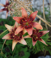 Lilie Whistler - Lilium - cibule lilií - 1 ks