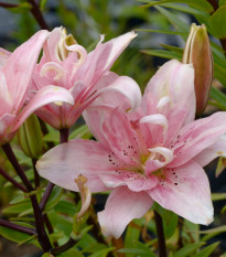 Lilie Elodie - Lilium - cibule lilií - 1 ks