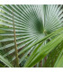 Trachykarpus žíněný - Trachycarpus fortunei x princeps - osivo palmy - 3 ks