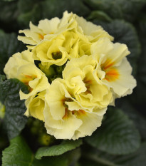 Prvosenka Inara F1 Lemon yellow - Primula elatior - osivo prvosenky - 20 ks