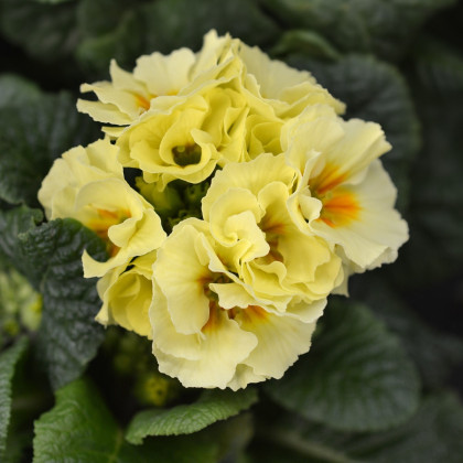 Prvosenka Inara F1 Lemon yellow - Primula elatior - osivo prvosenky - 20 ks
