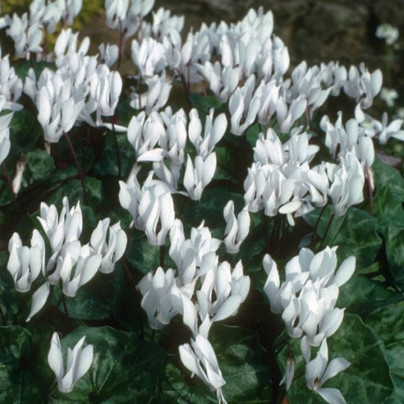 Brambořík Sowbread - Cyclamen repandum album - hlízy bramboříků - 1 ks