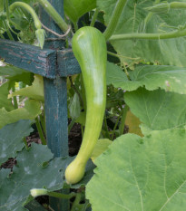 BIO Dýně muškátová Tromba d Albenga - Cucurbita moschata - bio osivo dýně - 6 ks