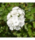 BIO Hvozdík bradatý Sweet William - Dianthus barbatus - bio osivo hvozdíku - 18 ks