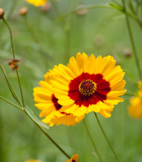 BIO Krásnoočko barevné - Coreopsis tinctoria - osivo krásnoočka - 50 ks