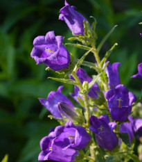 Zvonek zahradní Champion F1 Blue - Campanula medium - osivo zvonku - 15 ks