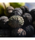 Ořešák černý - Juglans nigra - osivo ořešáku - 2 ks