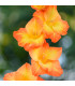 Gladiol Sunshine - Gladiolus - hlízy gladiol - 3 ks