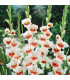 Gladiol Japonica - Gladiolus - hlízy gladiol - 3 ks