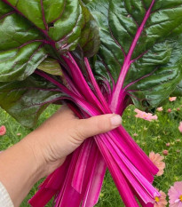 Mangold Magenta Sunset - Beta vulgaris - osivo mangoldu - 30 ks