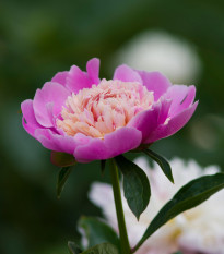 Pivoňka Sorbet - Paeonia lactiflora - hlízy pivoněk - 1 ks