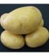 Sadbové brambory Princess - Solanum tuberosum - sadba - 5 kg