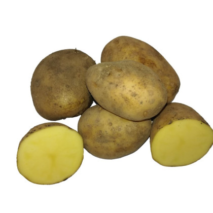 BIO sadbové brambory Bellinda - Solanum tuberosum - bio sadba - 10 ks