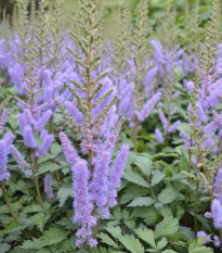 Čechrava Pumila - Astilbe - hlízy čechravy - 1 ks