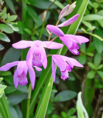 Orchidej vzpřímená růžová - Bletilla striata pink - hlízy orchideje - 1 ks