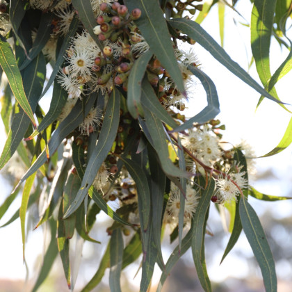 Eukalyptus Lemon Bush - Eucalyptus gunnii - osivo eukalyptu - 10 ks