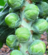 BIO Kapusta růžičková Neptuno F1 - Brassica oleracea var. gemmifera - bio osivo kapusty - 20 ks