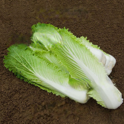 Bio pekingské zelí Granat - Brassica rapa pekinensis - bio osivo zelí - 100 ks