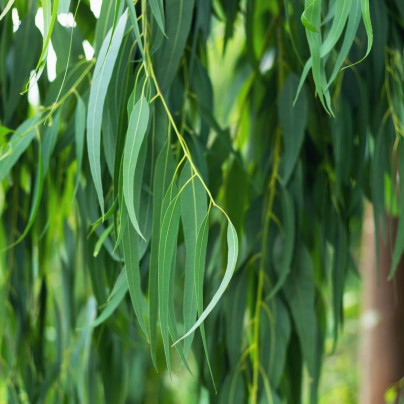 Eukalyptus vejčitolistý - Eucalyptus ovata - osivo eukalyptu - 10 ks