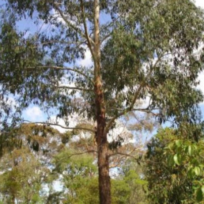 Eukalyptus vejčitolistý - Eucalyptus ovata - osivo eukalyptu - 10 ks