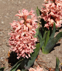 Hyacint Apricot Passion - Hyacinthus - cibule hyacintů - 1 ks