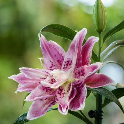 Lilie Lotus Elegance - Lilium - cibule lilií - 1 ks