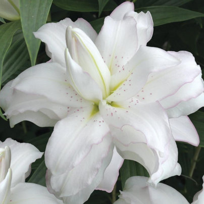 Lilie Lotus Beauty - Lilium - cibule lilií - 1 ks