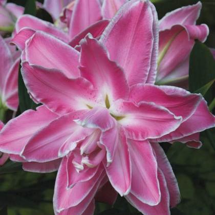 Lilie Lotus Wonder - Lilium - cibule lilií - 1 ks