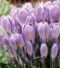 Krokus Striped Bird - Crocus tommasinianus - hlízy krokusů - 3 ks