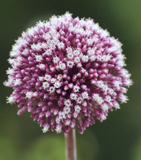 Česnek Summer Drummer - Allium - cibule česneků - 3 ks