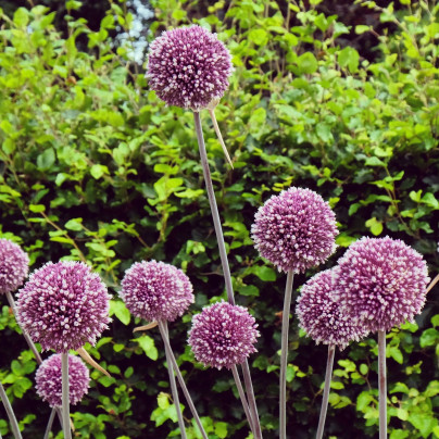 Česnek Summer Drummer - Allium - cibule česneků - 3 ks