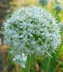 Česnek White Giant - Allium - cibule česneků - 1 ks