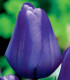 Tulipán Triumph Blue - Tulipa - cibule tulipánů - 3 ks