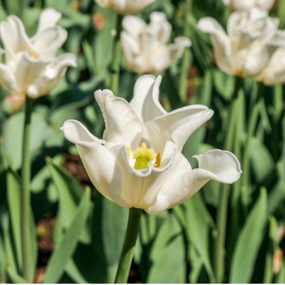 Tulipán Liberstar White - Tulipa - cibule tulipánů - 3 ks