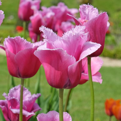 Tulipán Louvre - Tulipa - cibule tulipánů - 3 ks