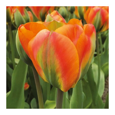 Tulipán Orange Marmelade - Tulipa - cibule tulipánů - 3 ks